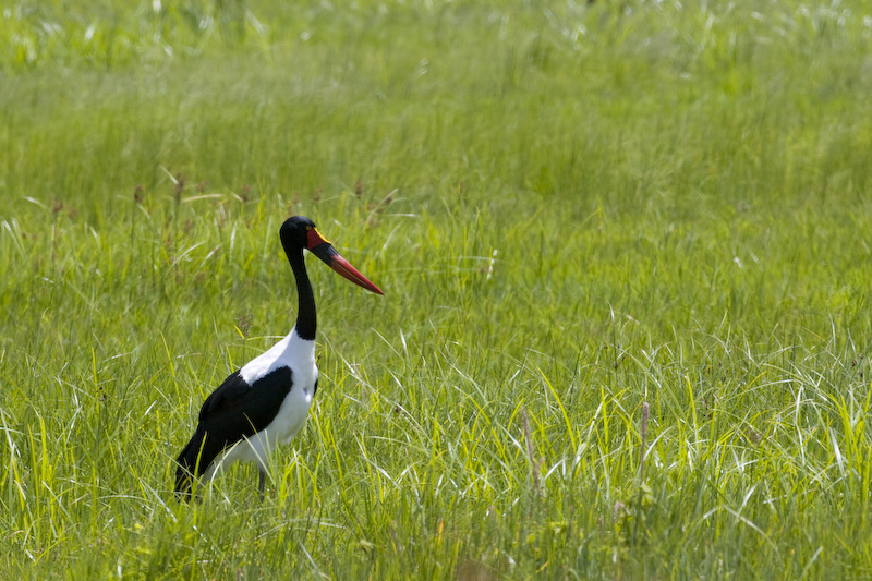 Saddle-Billed Stork In Grass